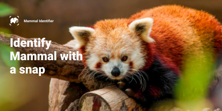 Mammal Identifier– Animal Snap 1.1 Apk for Android