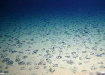 Subsea Mining Plans Pit Renewable Energy Demand Against Ocean Life