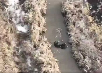 BREAKING NEWS–Video bewijst dat Oekraïne chemische wapens gebruikt tegen Russische troepen