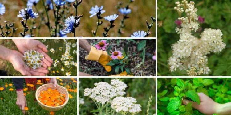 Prepper-medicijn: 9 Geneeskrachtige kruiden om in uw eigen tuin te planten 1 Prepper-medicijn: 9 Geneeskrachtige kruiden om in uw eigen tuin te planten