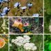 Prepper-medicijn: 9 Geneeskrachtige kruiden om in uw eigen tuin te planten 5 Prepper-medicijn: 9 Geneeskrachtige kruiden om in uw eigen tuin te planten
