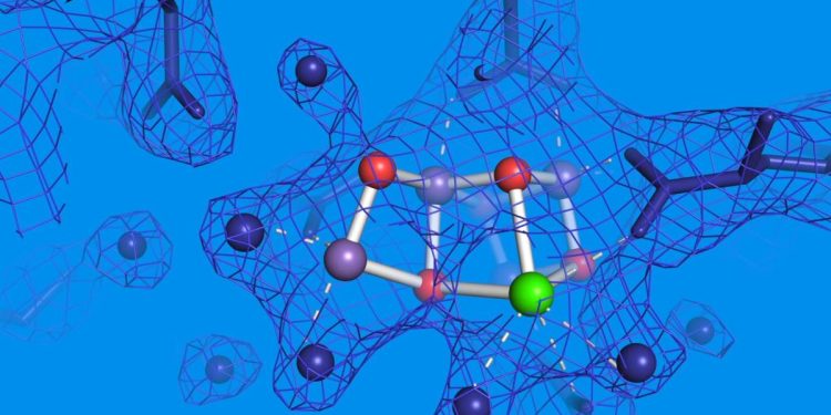 Scientists observe elusive missing step in photosynthesis’ final stage 1 Scientists observe elusive missing step in photosynthesis’ final stage